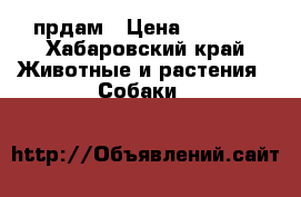  прдам › Цена ­ 3 000 - Хабаровский край Животные и растения » Собаки   